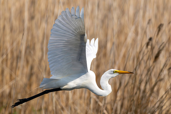 CMS_3736-Egret in Flight
