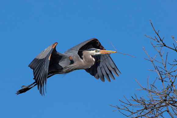 CMS_3808-Heron stick flight copy
