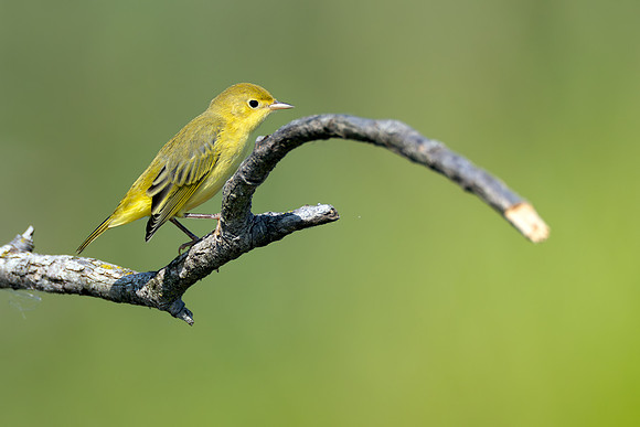 CMS_3682-Northern Yellow Warbler