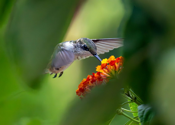 CMS_3891-Hummer Lantana copy