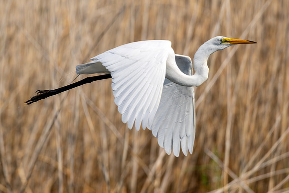 CMS_3733-Egret in flight copy