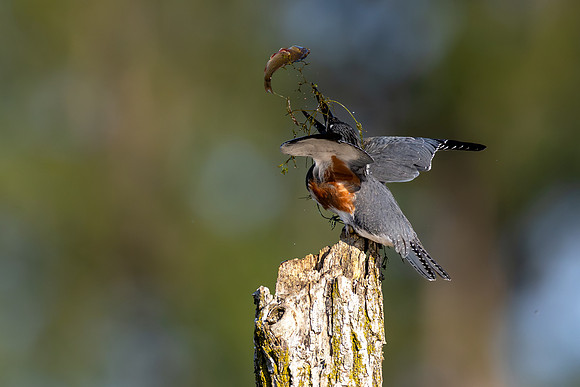 CMS_3587-Kingfisher with catch