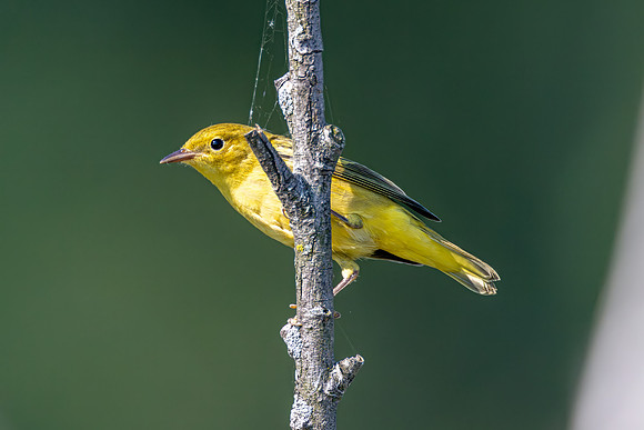CMS_3575 Yellow Warbler
