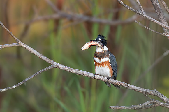 CMS_3532-Kingfisher copy