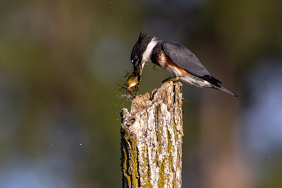 CMS_3573-Kingfisher with Catch copy