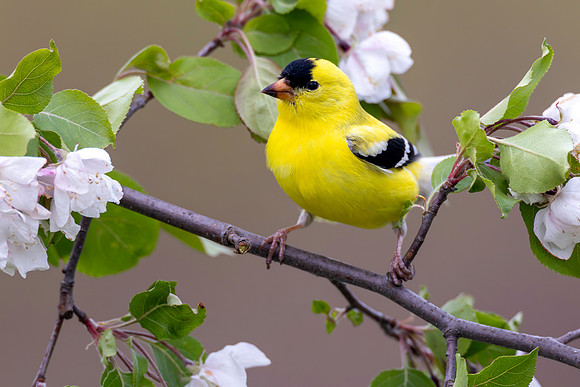 CMS_3438-Goldfinch - Nice copy