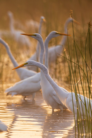 Egrets in the Mist - CMS_3729