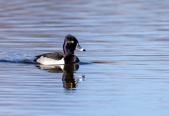 CMS_3383-Barrow Golden Eye copy