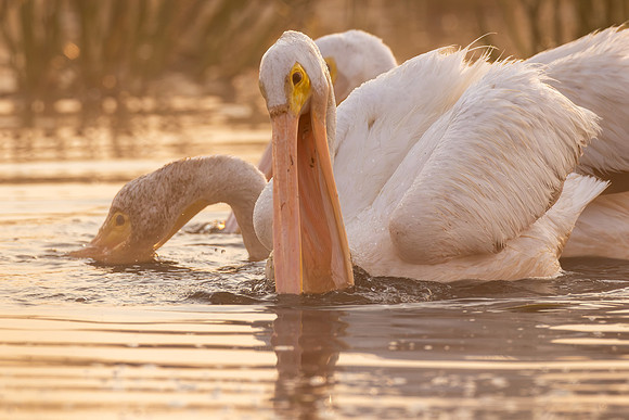 CMS_3446-Pelican fishing