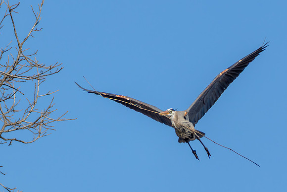 CMS_3219-Heron flight copy