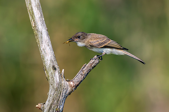 CMS_3368-bird with insect