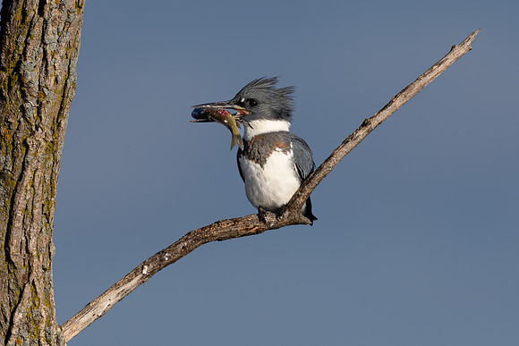 CMS_3109-Kingfisher with Fish copy