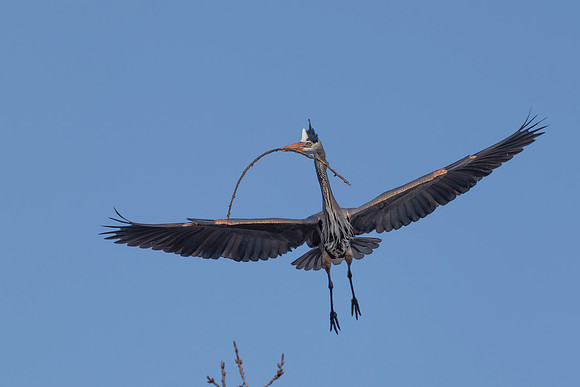 CMS_2759-Heron in flight with stick copy 2