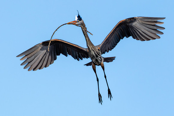 CMS_2760-Heron and stick copy