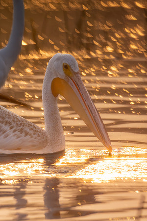 White Pelican at Sunrise - CMS_3217