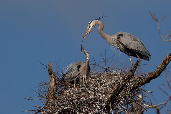 CMS_2703-Herons passing stick copy