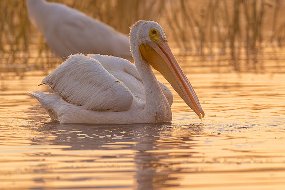 CMS_2524-Pelican Sunrise