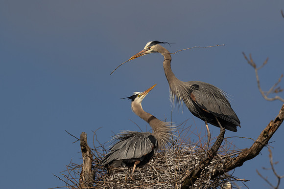 CMS_2693-Heron passing stick copy
