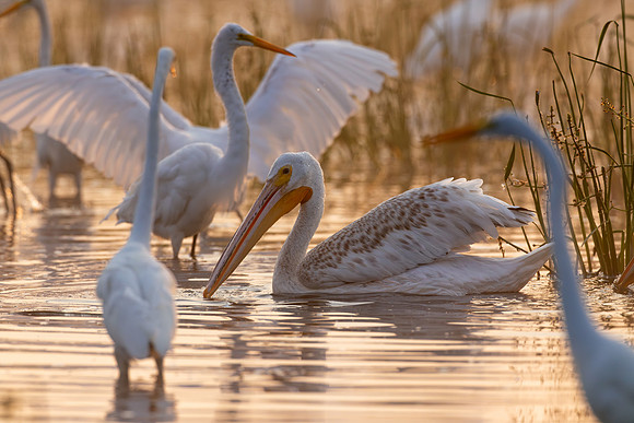 CMS_3008-Pelican and Egret