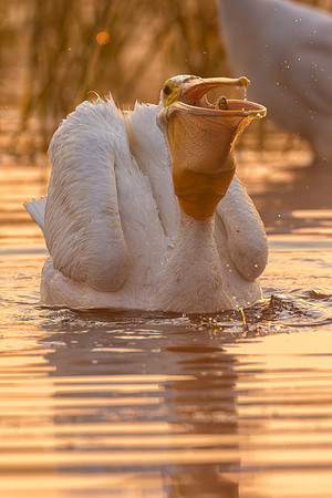 CMS_2497-Pelican and Fish copy