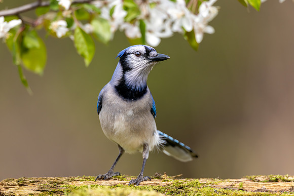 CMS_2384-Blue Jay copy