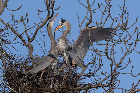 CMS_2492-Herons in Nest copy