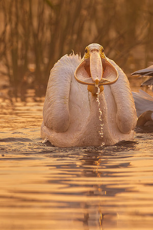 CMS_2347-Pelican copy