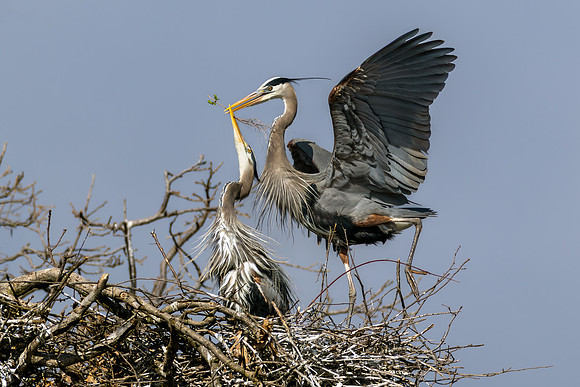 CMS_2349-Heron passing stick copy