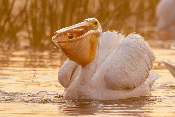 White Pelican - Down the Hatch - CMS_2358