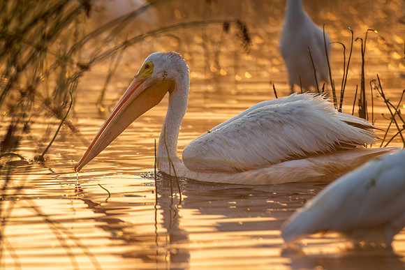 CMS_2306-Pelican