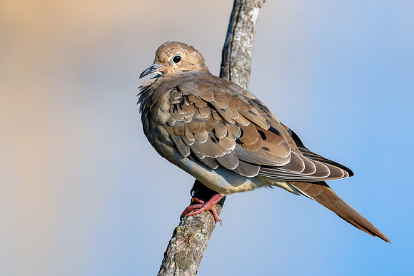 CMS_2309-Dove