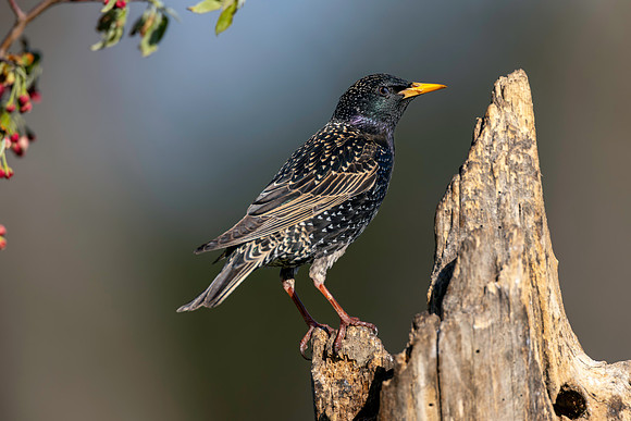 CMS_2228-Starling copy