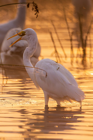 CMS_2272-Egret and fish