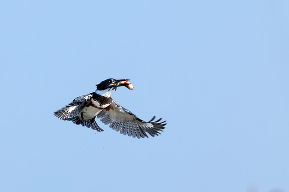 CMS_2224-Kingfisher flight copy