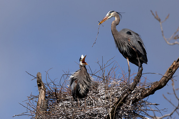 CMS_2214-Heron passing Stick copy