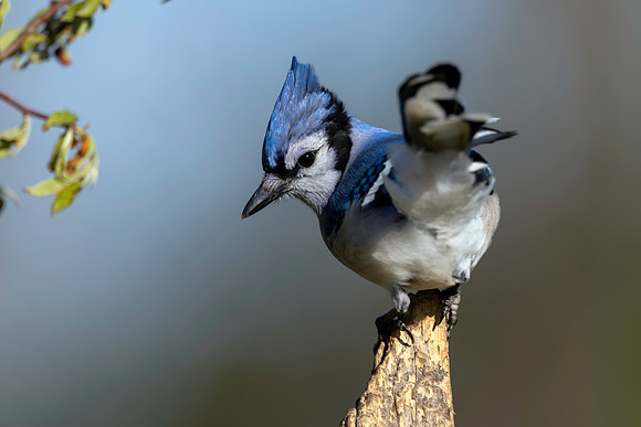 CMS_2132-Blue Jay copy