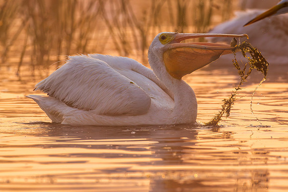 CMS_2079-Pelican and Fish copy