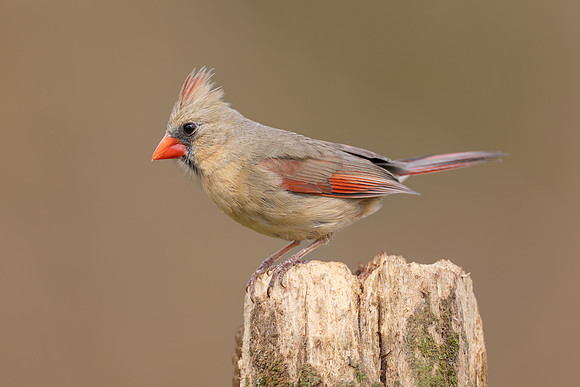 CMS_2201-Female Cardinal-Nice copy