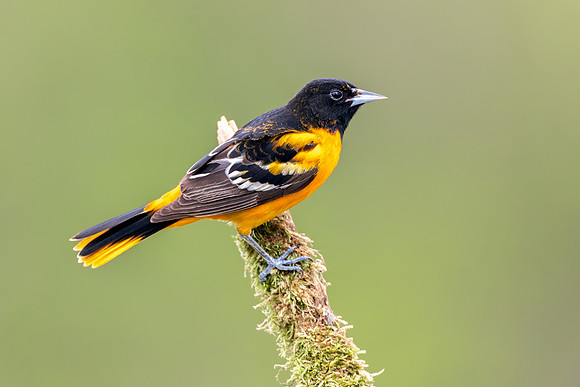 CMS_2056-Oriole copy