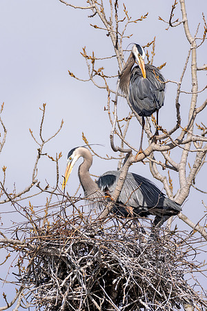 CMS_2063-Herons copy