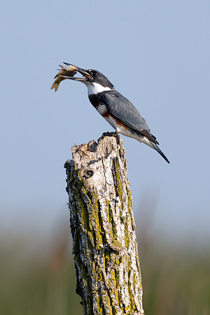 CMS_2153 Kingfisher and fish copy