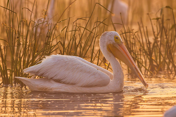 CMS_2005-Pelican
