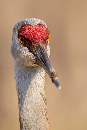 CMS_1940-Sand Hill Crane copy