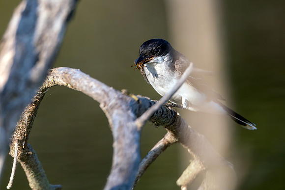 CMS_1883-Kingbird with bug