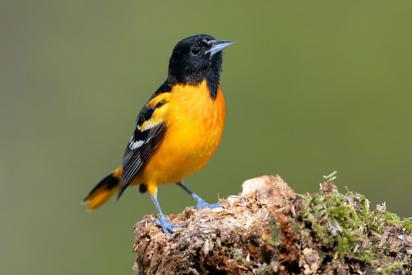 CMS_1820-Oriole copy