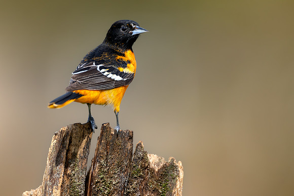 CMS_1784-Oriole - Nice copy