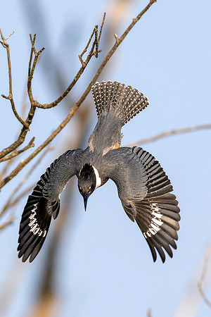 Kingfisher Dives for Breakfast - CMS_1979