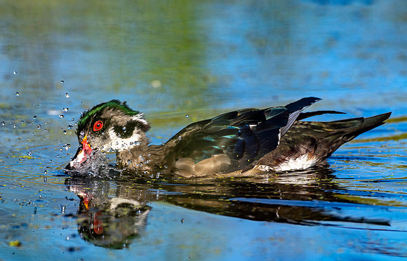 CMS_1939-Wood Duck