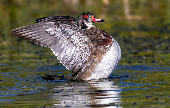 CMS_1715-Wood Duck_FB