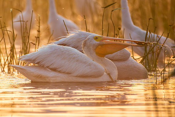 CMS_1720-Pelican three fish